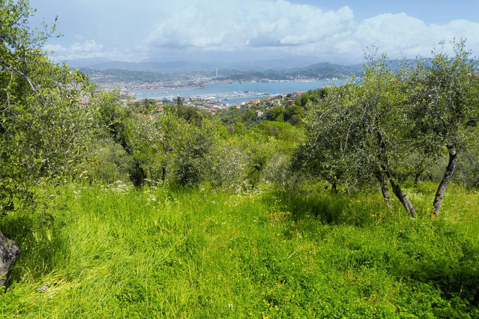 Gli Ulivi Sul Golfo E Le 5 Terre Daire La Spezia Dış mekan fotoğraf